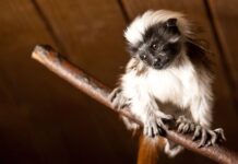 Historia Ogrodu Zoologicznego w Krakowie