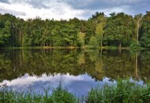 Puszcza Niepołomicka – trzy powody, dla których warto ją odwiedzić