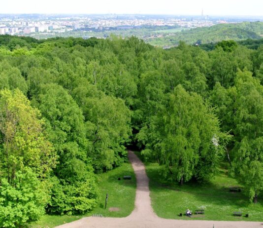 Las Wolski w Krakowie – największy naturalny park leśny w Polsce