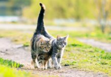 Historia krakowskich kotów