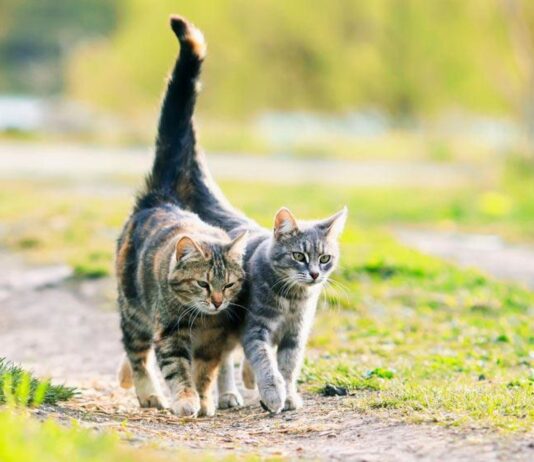 Historia krakowskich kotów