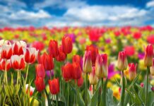 Charakterystyczne cechy prowadzenia działalności kwiatowej w Krakowie