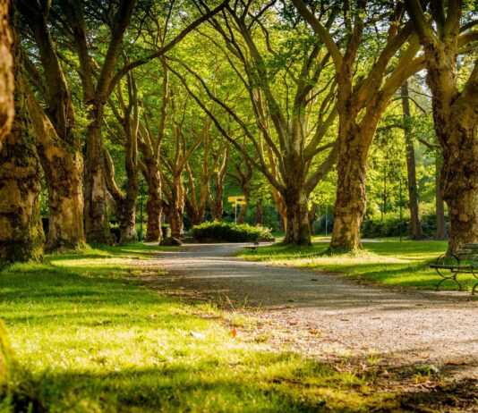 Malownicze parki Krakowa