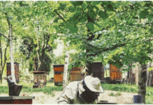 Pasieka Galicja w Krakowie: pszczoła leci tam, gdzie pachnie miód