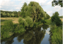 Zagrożenie dla rzeki Wilgi w Krakowie