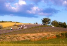 Lavender Oasis – Mała Prowansja pod Krakowem