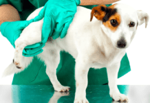 Żadnych szans: jak krakowscy naukowcy pokonali dysplazję stawów u psów