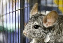 „Raba” – sekrety polskiej fermy szynszyli