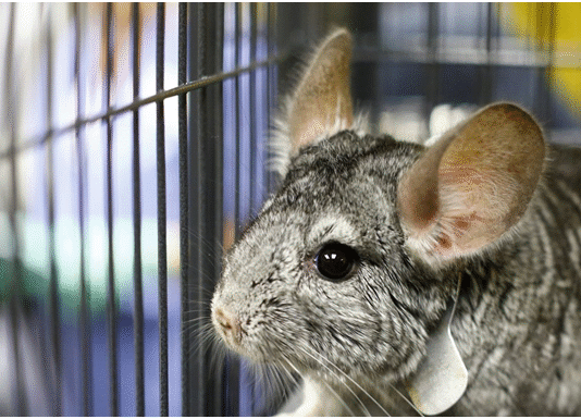 „Raba” – sekrety polskiej fermy szynszyli