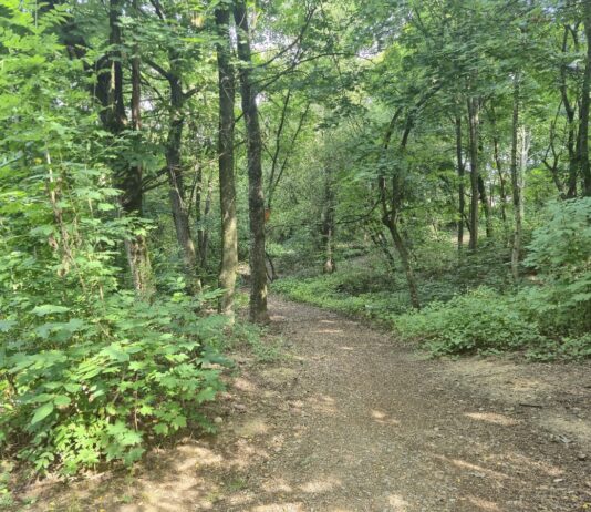 Park Reduta