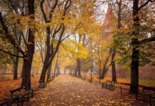 Краківські Планти